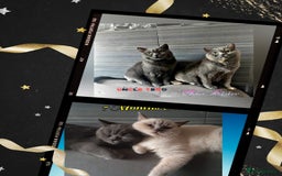 British Shorthair cats for sale: ♥️ Fun Loving British Shorthair Kittens♥️ - Image 20