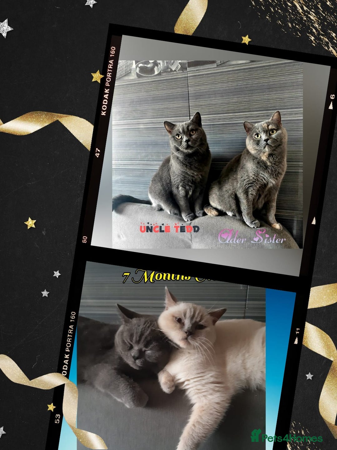 British Shorthair cats for sale: ♥️ Fun Loving British Shorthair Kittens♥️ - Image 20