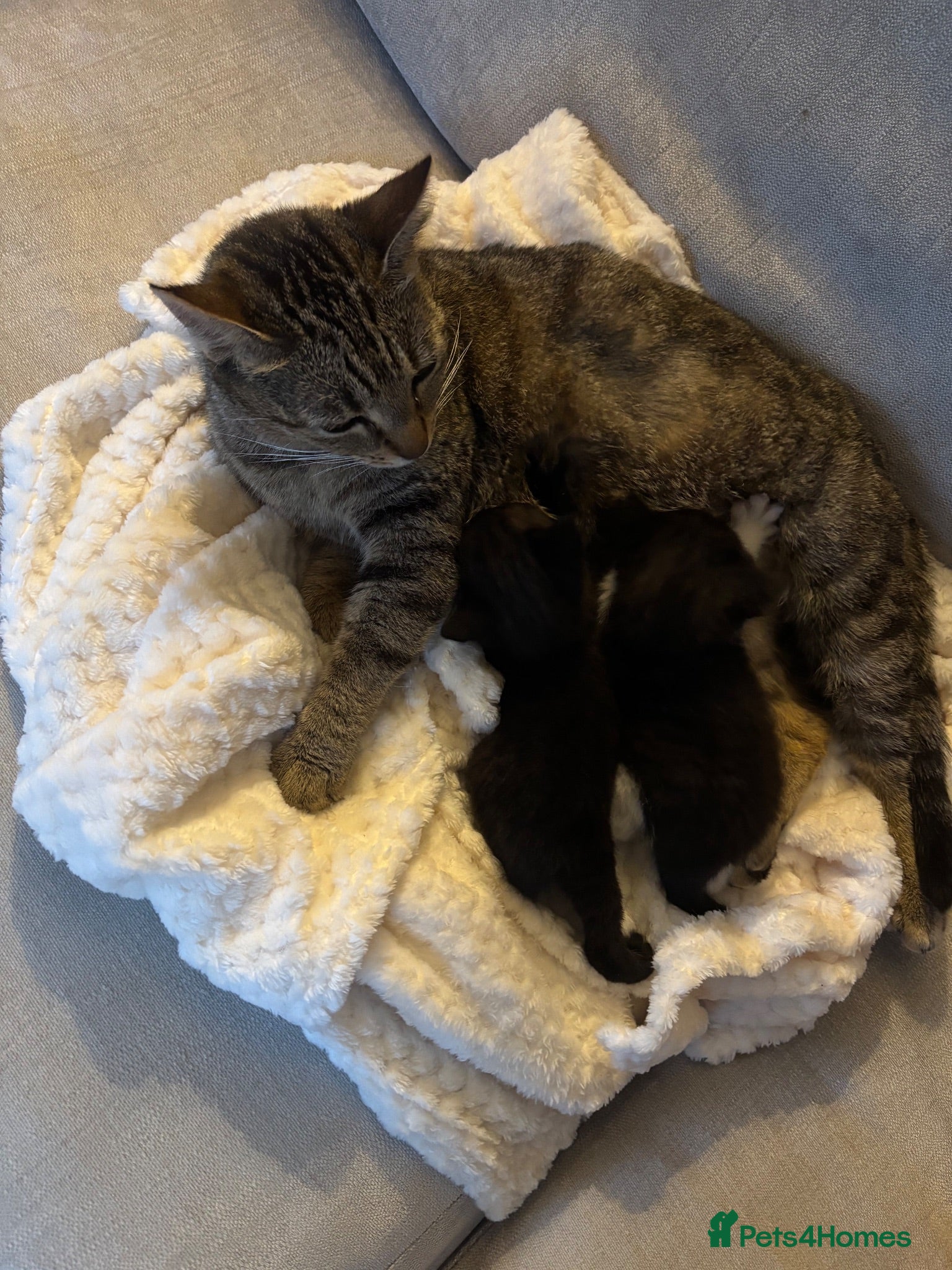 Mixed Breed cats 4-5months old black female kitten  - Advert 5