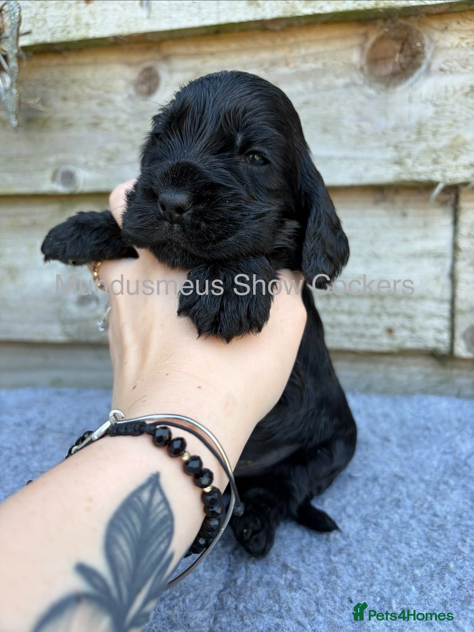 Cocker Spaniel dogs for sale: show quality gold boy and black boy - Advert 5