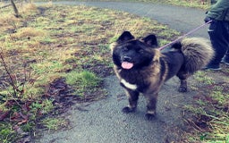 Mixed Breed dogs for sale: Female Akita for sale! - Image 9