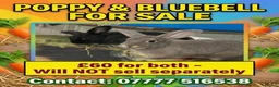 Mixed Breed rabbits for sale: Rabbits for sale  - Advert 1