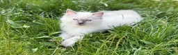 Ragdoll cats for sale: Ragdoll kittens 2 girls 1 boy - Advert 14