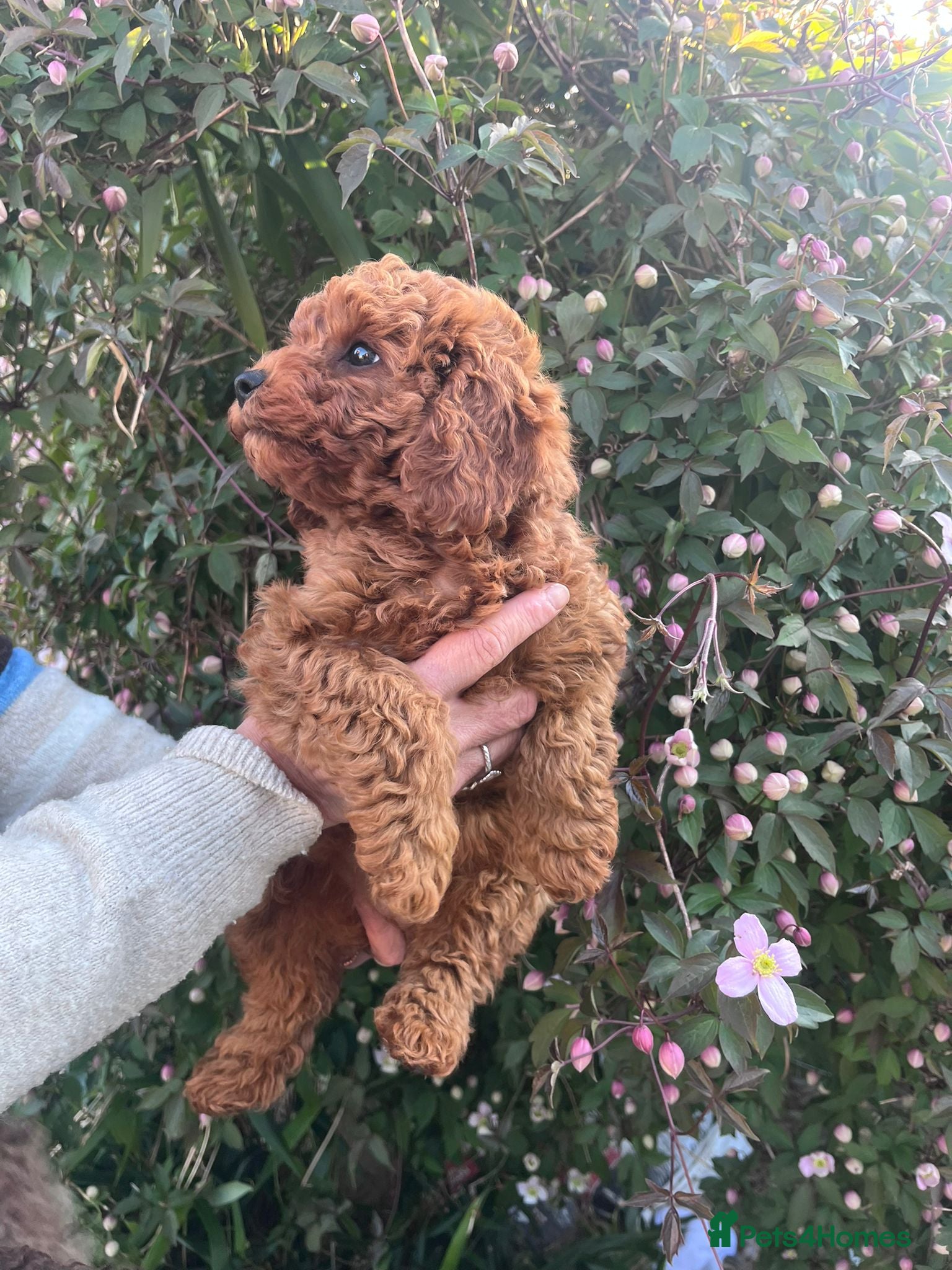 Cavapoo dogs Deep red Cavapoos - Advert 2