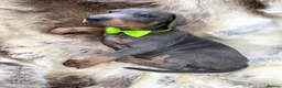 Dobermann dogs for sale: *KC REGISTERED* HEALTH TESTED DOBERMAN PUPPIES* - Advert 18