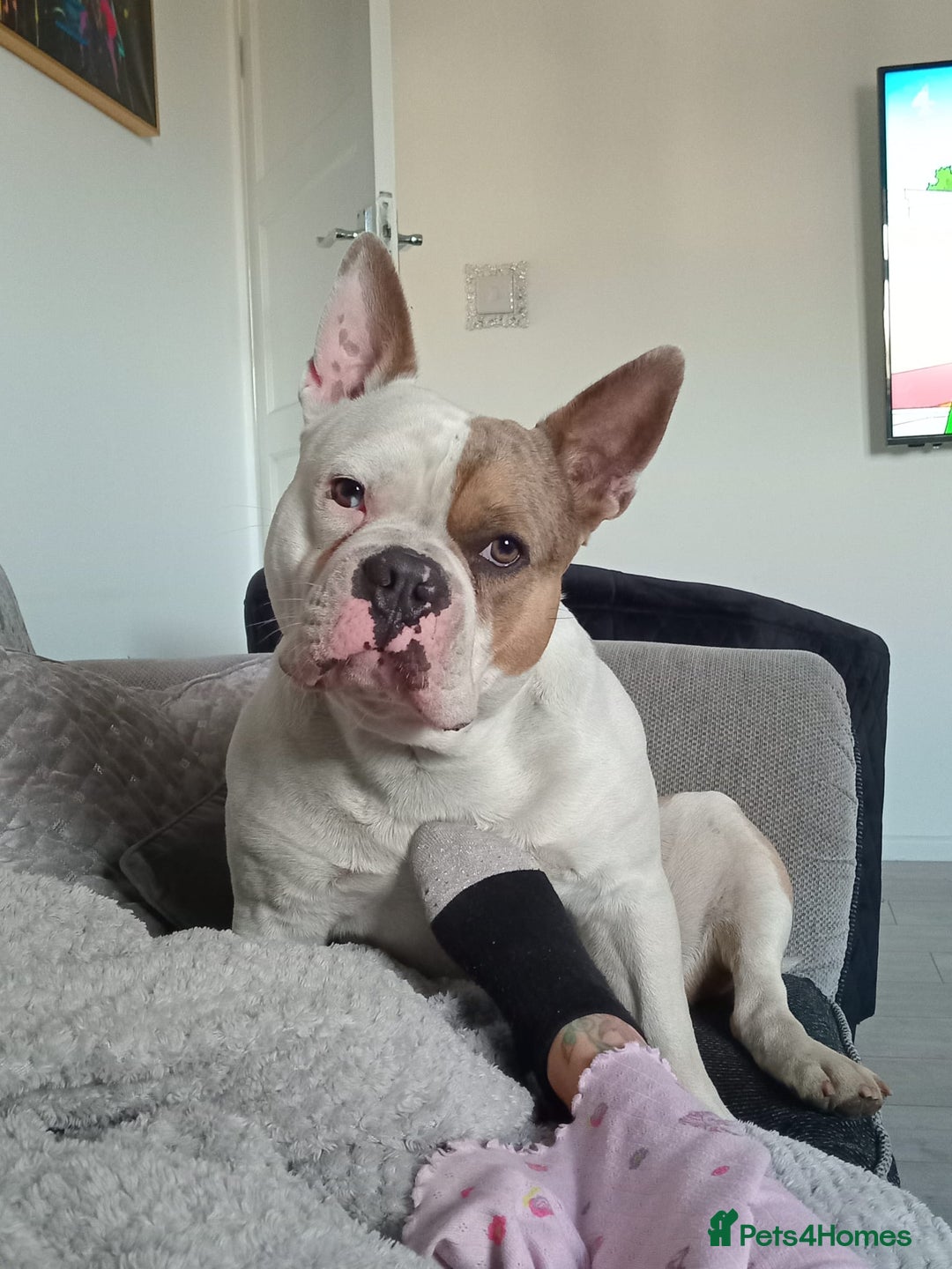 Mixed Breed dogs for sale: French bulldog cross pocket bully - Image 16