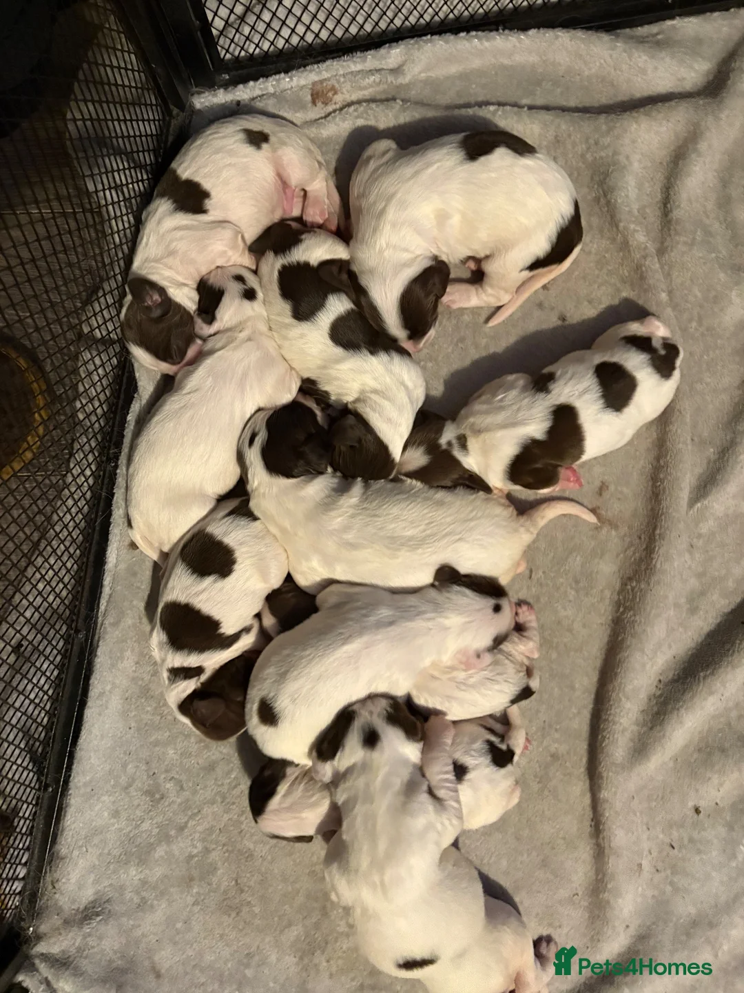 English Springer Spaniel dogs for sale: Stunning kc reg springer spaniel puppies  - Advert 10