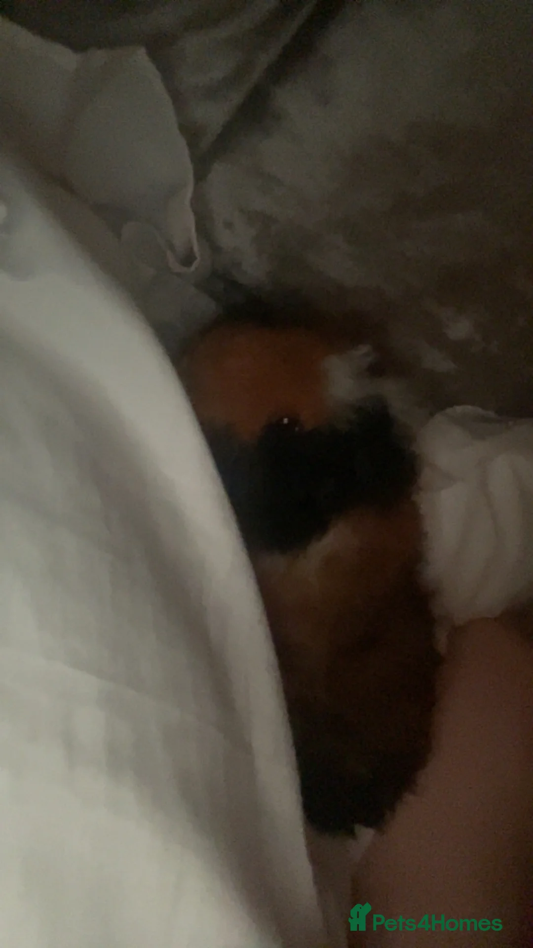 Guinea Pig rodents for sale: 2 male boars for sale  in Grimsby - Advert 2