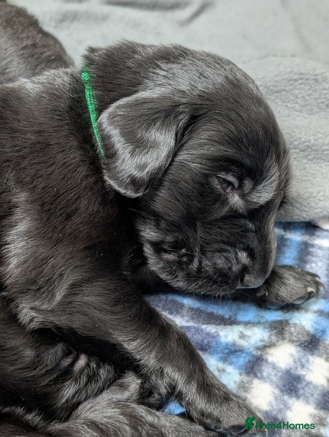Flat coated Retriever dogs for sale: KC Flat Coated Retriever Puppies - Image 20