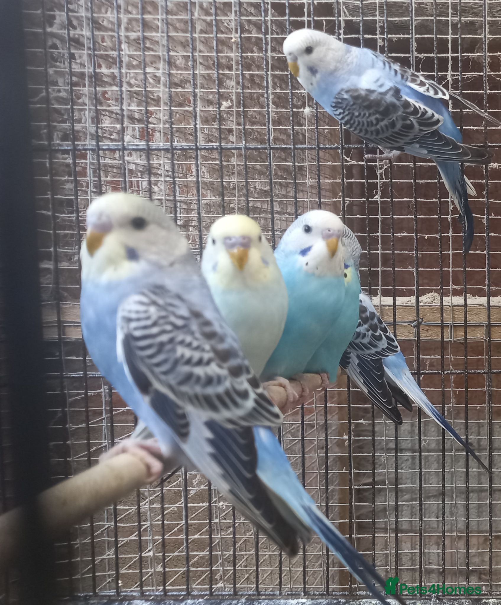 Budgerigars birds Baby Budgies For Sale - Advert 2