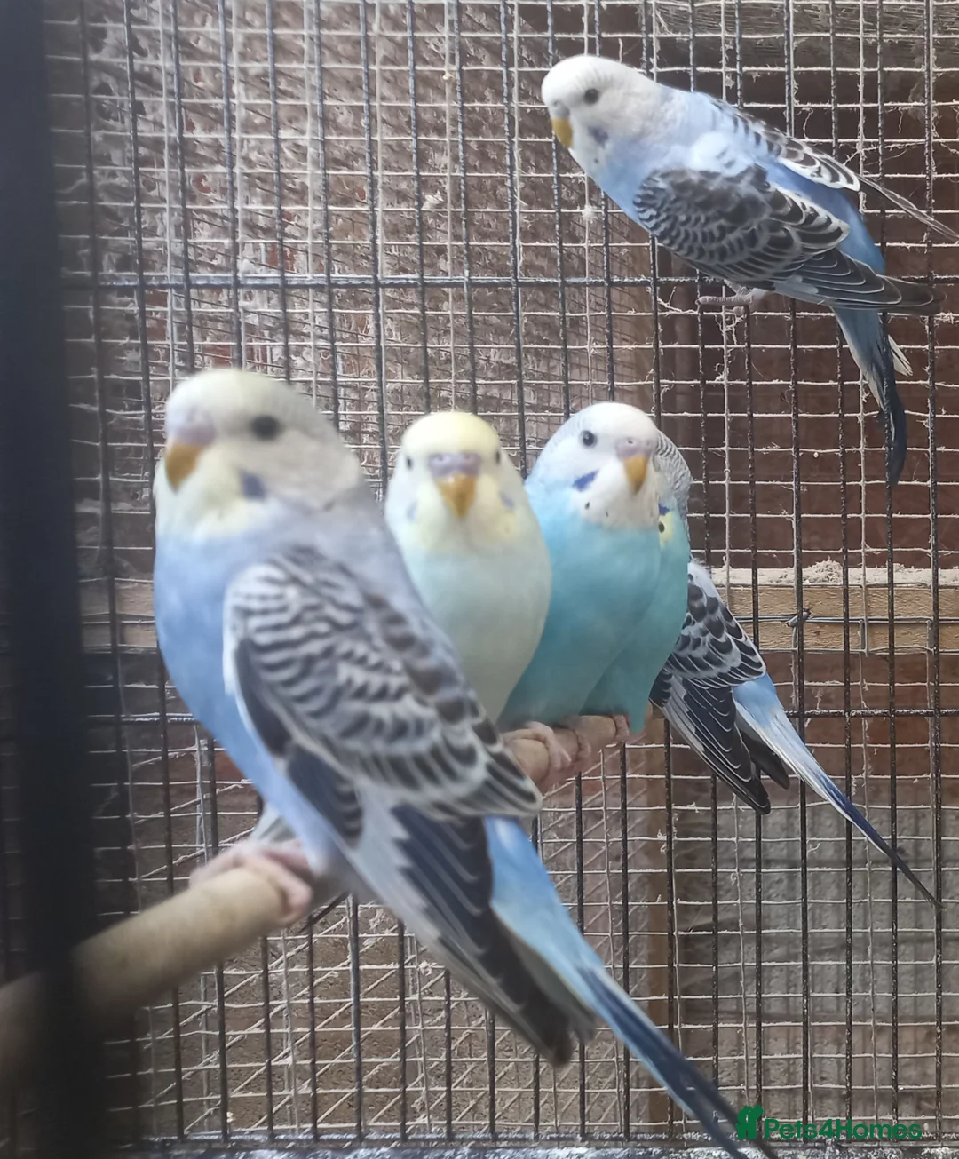Budgerigars birds for sale: Baby Budgies For Sale - Advert 7