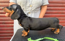 Dachshund dogs for sale: champion bred dachshunds  - Image 6
