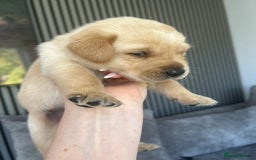 Labrador Retriever dogs for sale: Beautiful Labrador Puppies  - Image 23