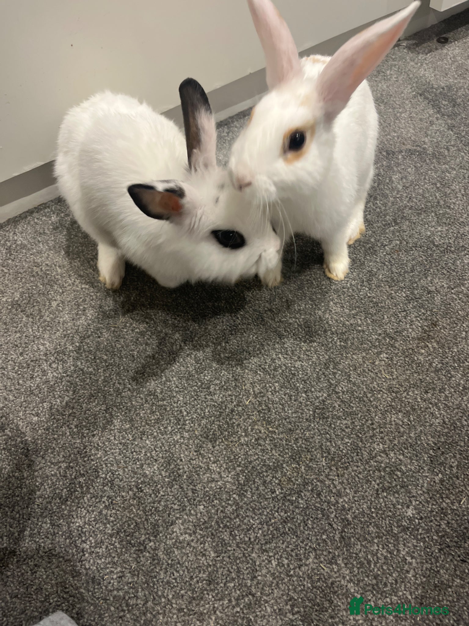 Netherland Dwarf rabbits Rabbits for sale  - Advert 1
