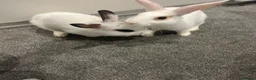 Netherland Dwarf rabbits for sale: Rabbits for sale  in Rainham - Advert 1