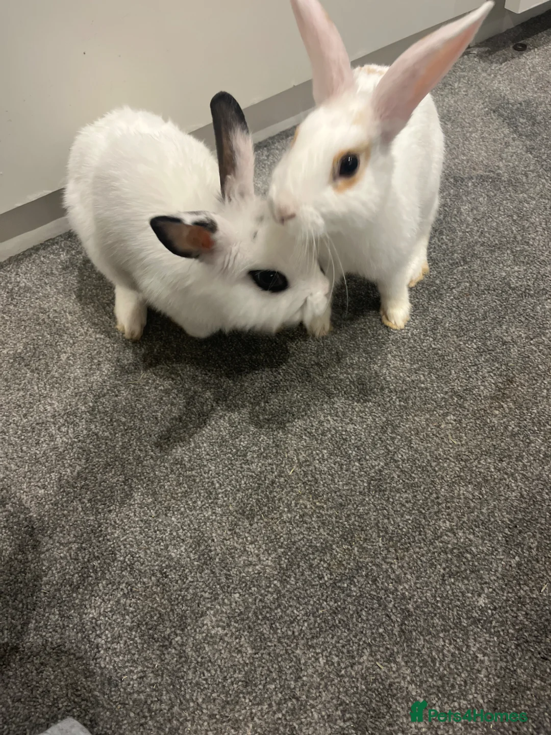 Netherland Dwarf rabbits for sale: Rabbits for sale  in Rainham - Advert 1