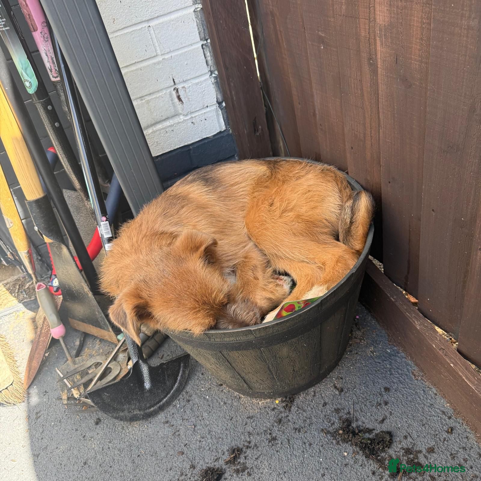 Mixed Breed dogs for adoption: Roger  in Milton Keynes - Advert 7