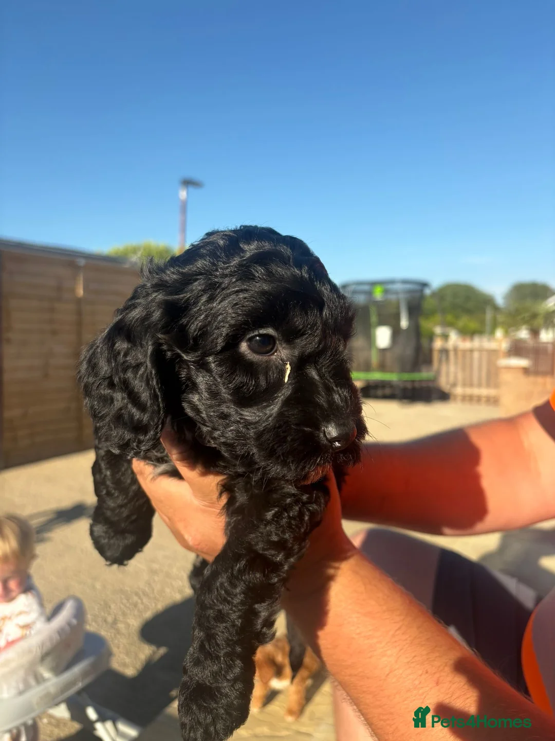 Cockapoo dogs for sale: Last 2 looking for there forever home ‼️‼️ - Advert 2