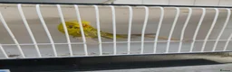 Budgerigars birds for sale: Budgerigars - Advert 8