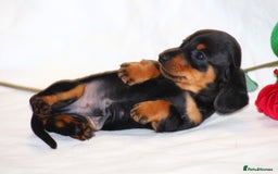 Miniature Dachshund dogs for sale: 🐾❤️ Precious Miniature Dapple Dachshunds ❤️🐾 - Image 12