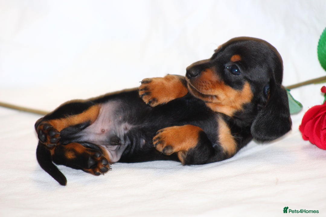 Miniature Dachshund dogs for sale: 🐾❤️ Precious Miniature Dapple Dachshunds ❤️🐾 - Image 12