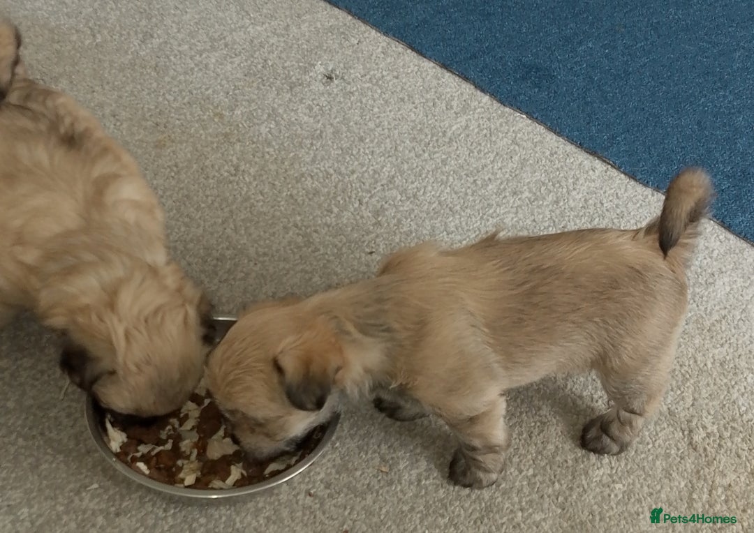 Maltipoo dogs for sale: Maltipoo - Image 13