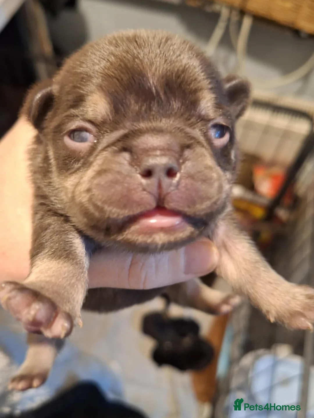 French Bulldog dogs for sale: 5 french bulldog  fluffy - Advert 9