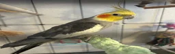 Cockatiels birds for sale: Two male cockatiels  - Advert 1