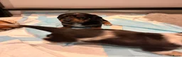 Miniature Dachshund dogs for sale: Gorgeous miniature Daschund puppies - Advert 9