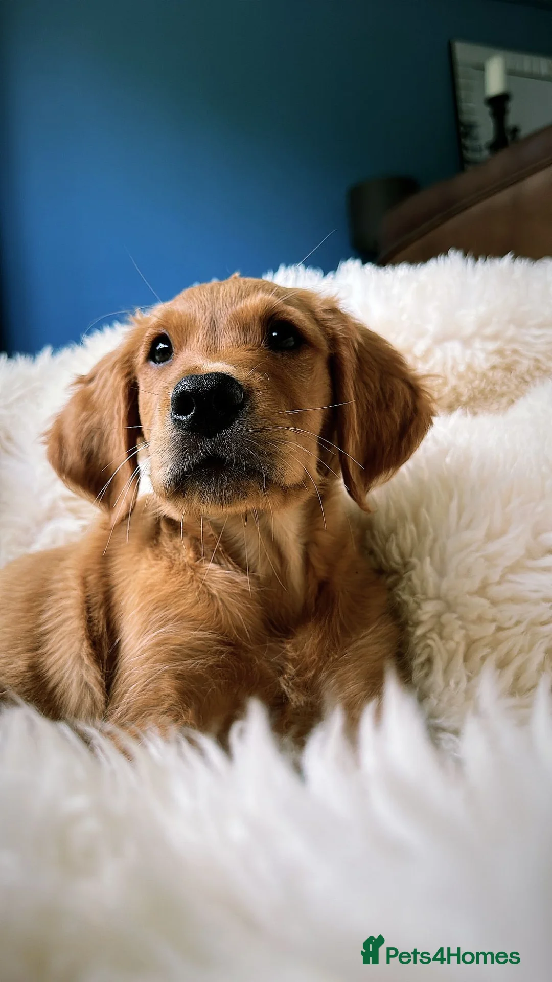 Golden Retriever dogs for stud: SIMBA ( MALE GOLDEN RETRIEVER ) - Advert 2