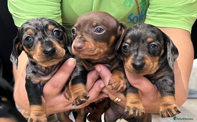 Miniature Dachshund dogs - Advert 16