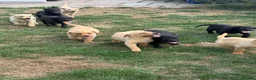 Labrador Retriever dogs for sale: 🖤🧡Fabulous Puppies Looking for a 5⭐️ home  - Advert 3