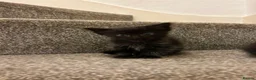 Domestic Shorthair cats for sale: Amazing kittens  in London - Advert 8
