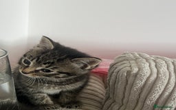 Domestic Shorthair cats for sale: 3 kittens for sale - Image 6