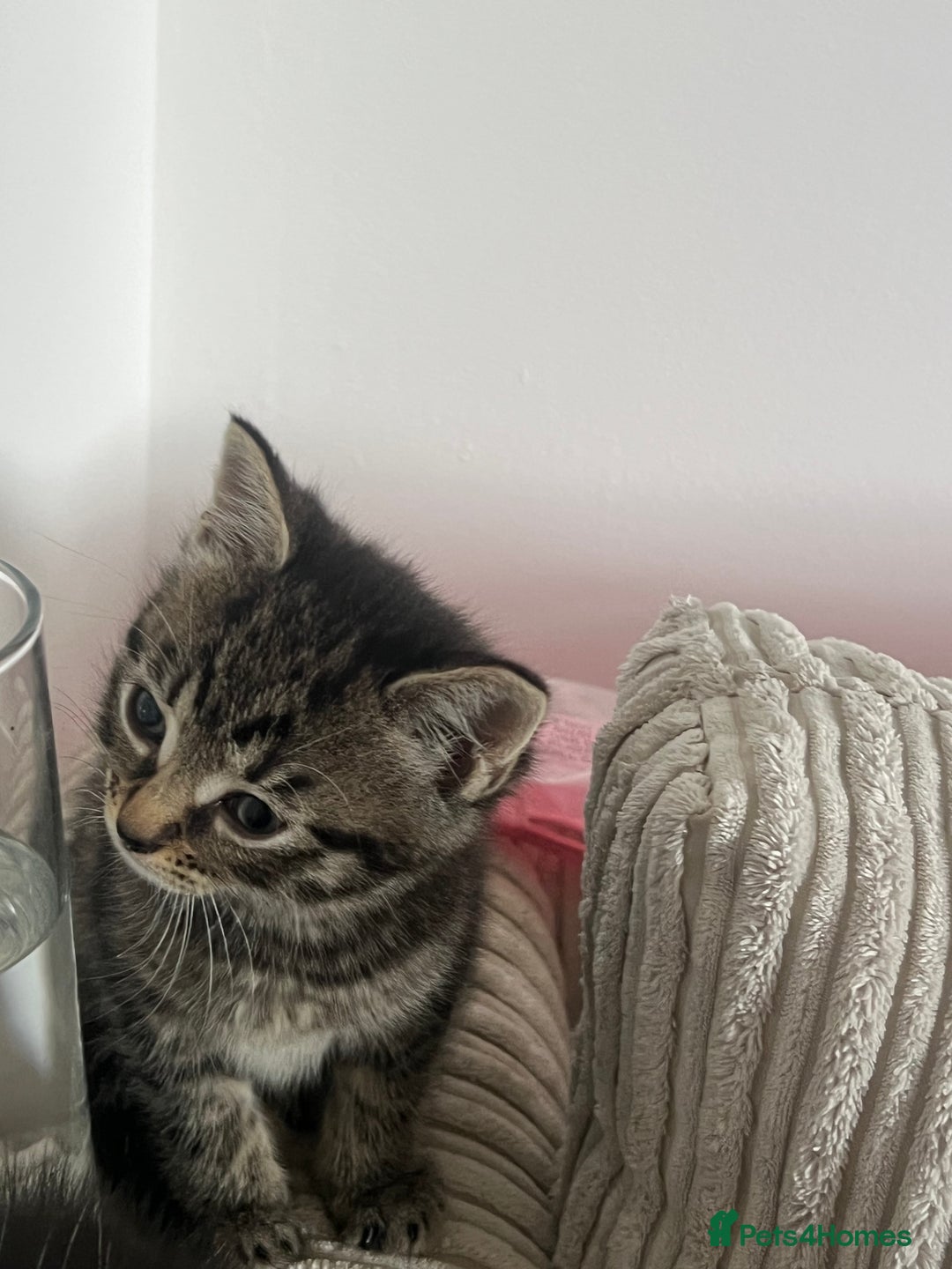 Domestic Shorthair cats for sale: 3 kittens for sale - Image 6