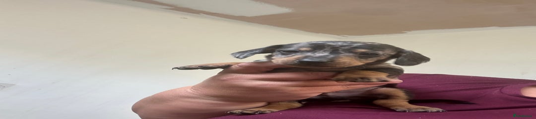Dachshund Puppy 1