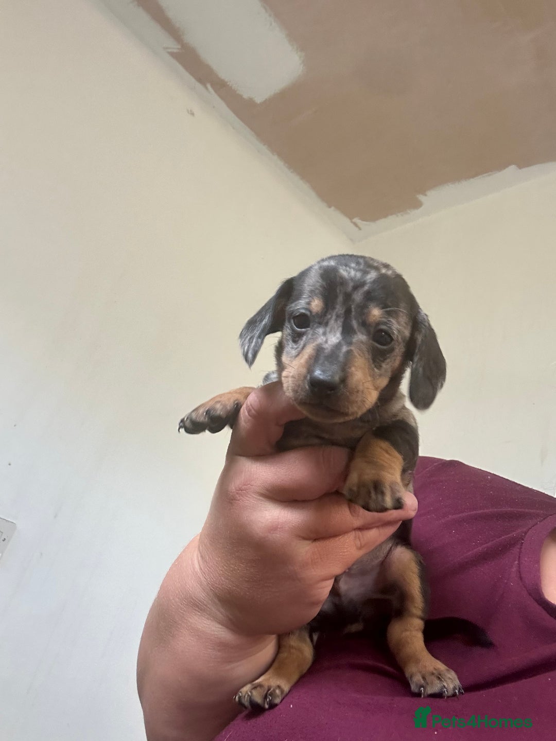 Dachshund dogs for sale: Dachshund for sale - Image 2