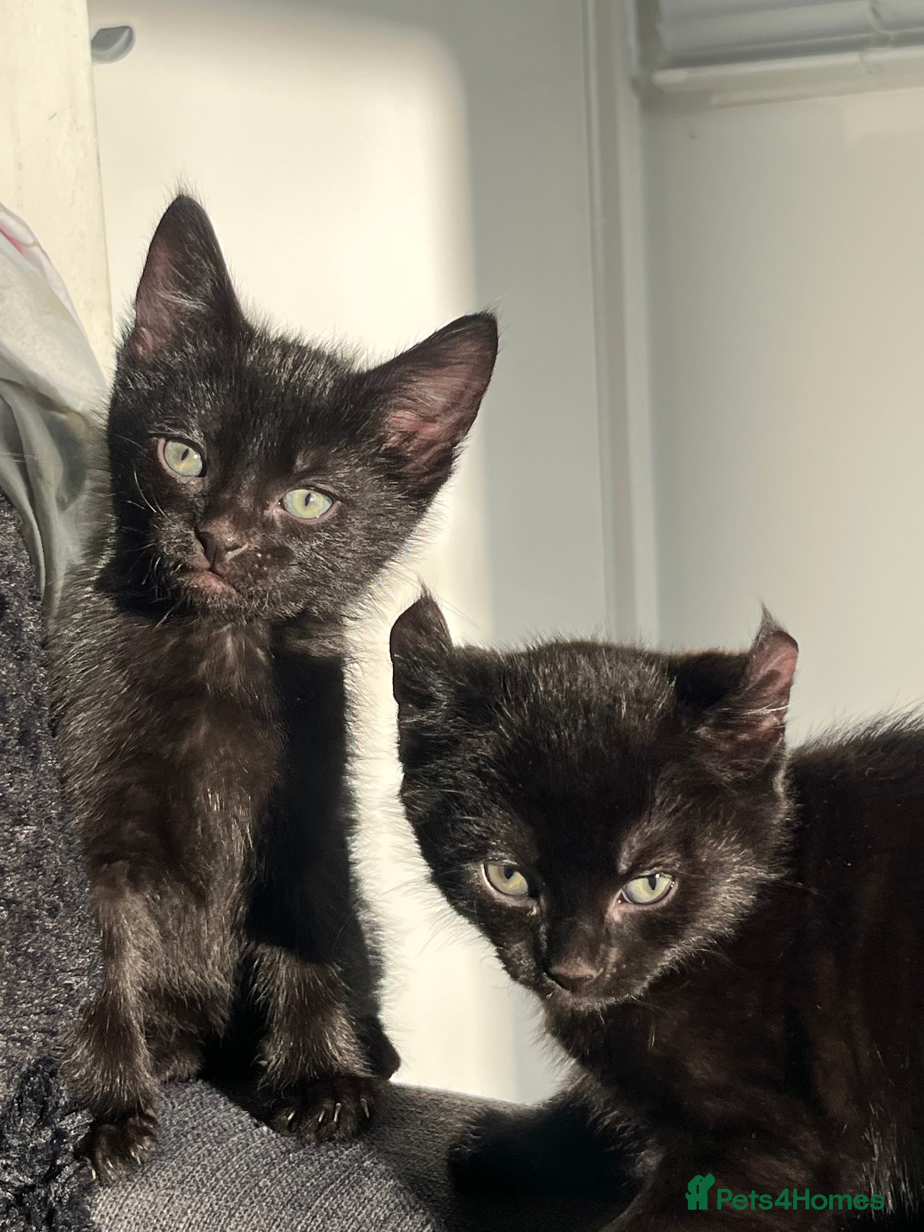 Sphynx cats Sphynx elf X British short hair 🧝‍♀️🧝‍♂️ - Advert 13