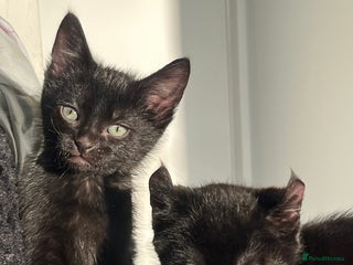 Sphynx cats Sphynx elf X British short hair 🧝♀️🧝♂️ - Advert 6