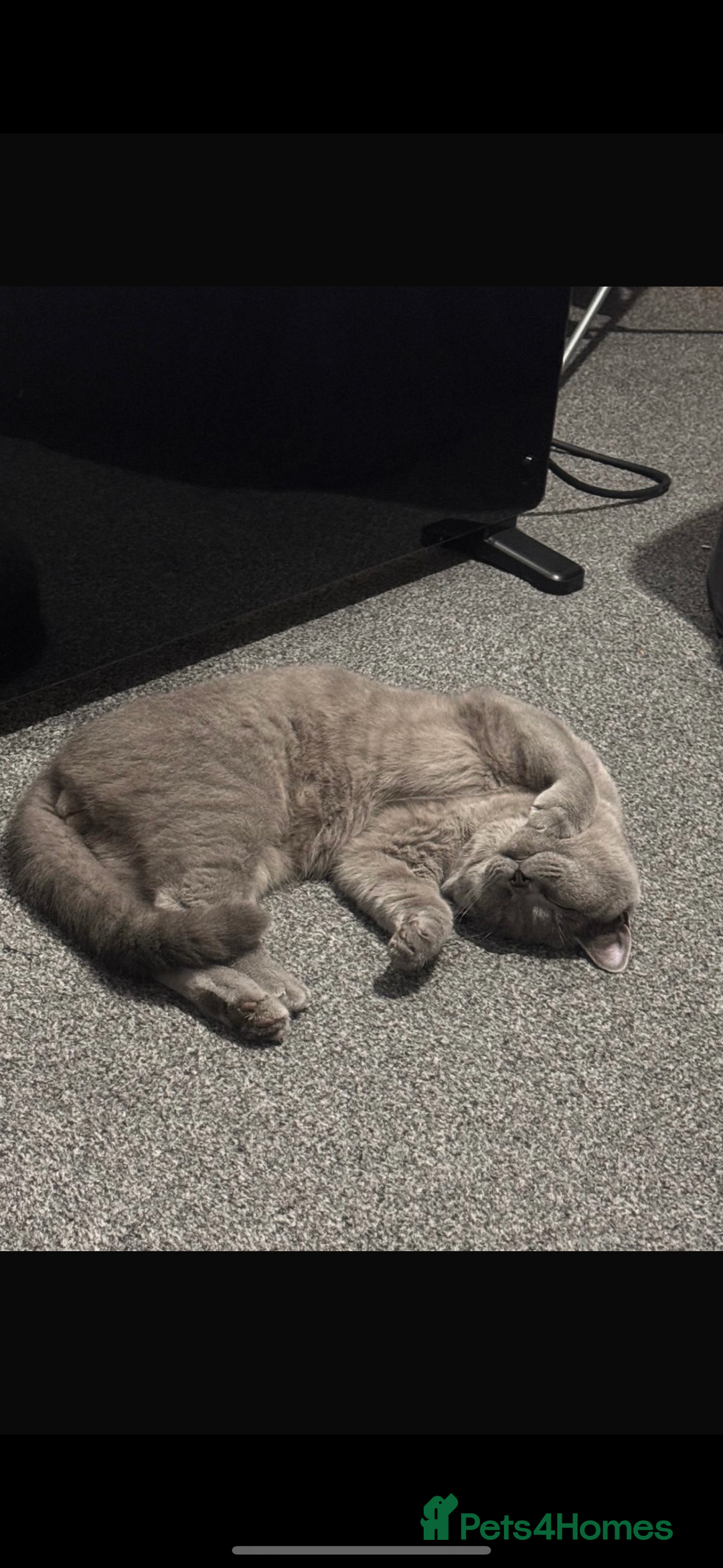 British Shorthair cats for sale: GCCF REG PURE BLUE PEDIGREE BSH ACTIVE BOY - Advert 4