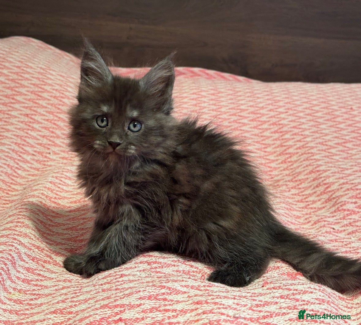 Maine Coon cats Maine Coon purebred kittens available  - Advert 15