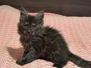 Maine Coon cats Maine Coon purebred kittens available - Advert 1