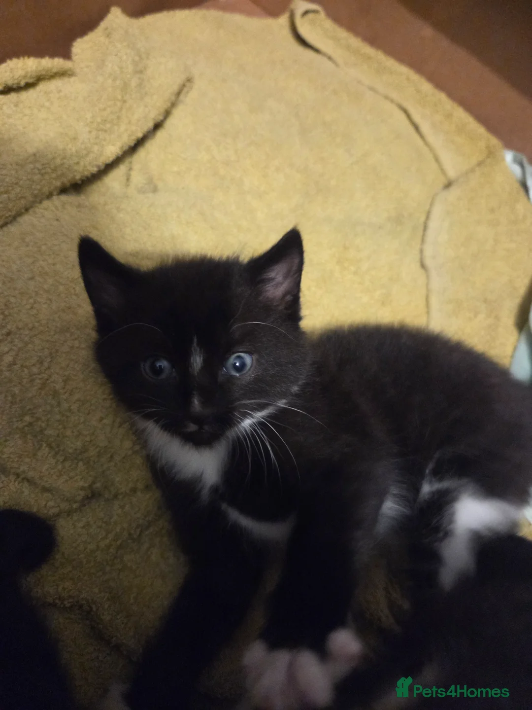 Mixed Breed cats for sale: Kittens for sale in Sutton-in-Ashfield - Advert 1