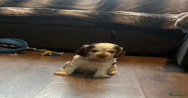 Cocker Spaniel dogs - Advert 12