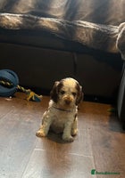 Cocker Spaniel dogs - Advert 12