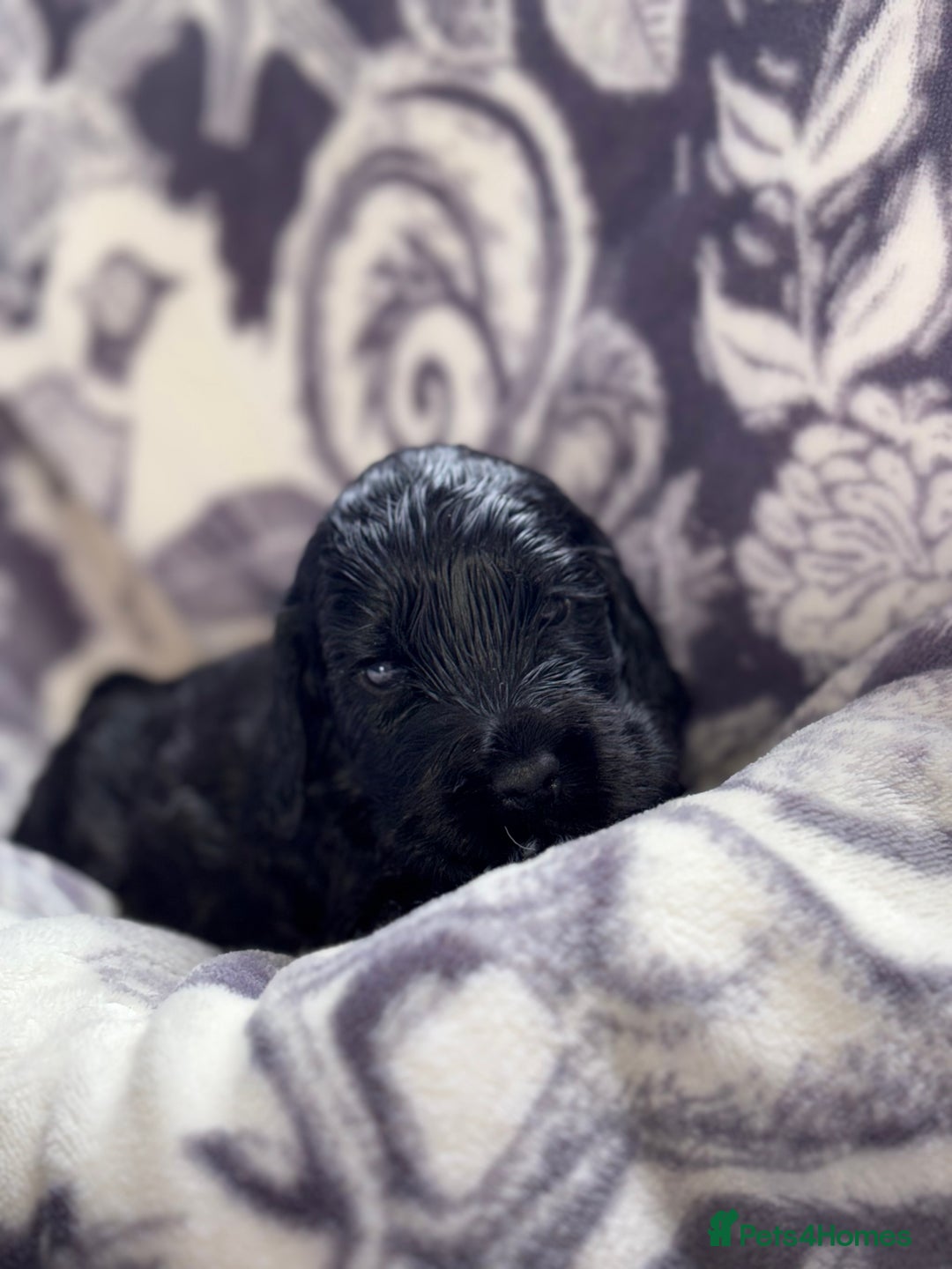 Cocker Spaniel dogs for sale: Health tested Champion parents show type male!!!  - Image 13