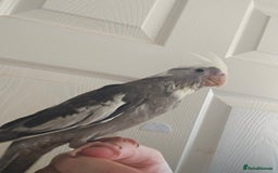 Cockatiels birds for sale: Cockatiel chicks hand tame  - Image 10