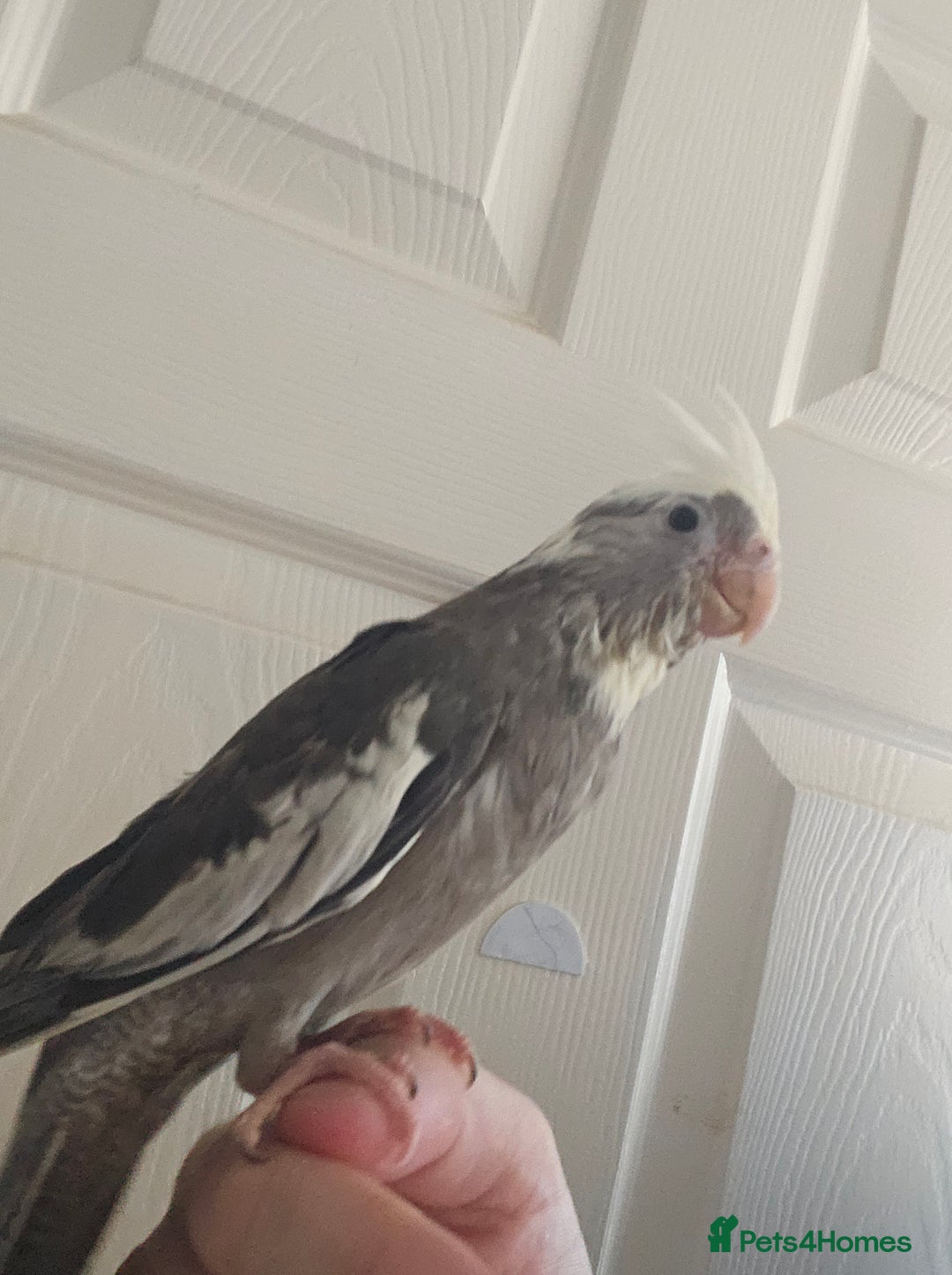 Cockatiels birds for sale: Cockatiel chicks hand tame  - Image 10