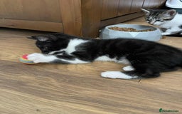 Mixed Breed cats for sale: Beautiful kittens ready for loving home - Image 4