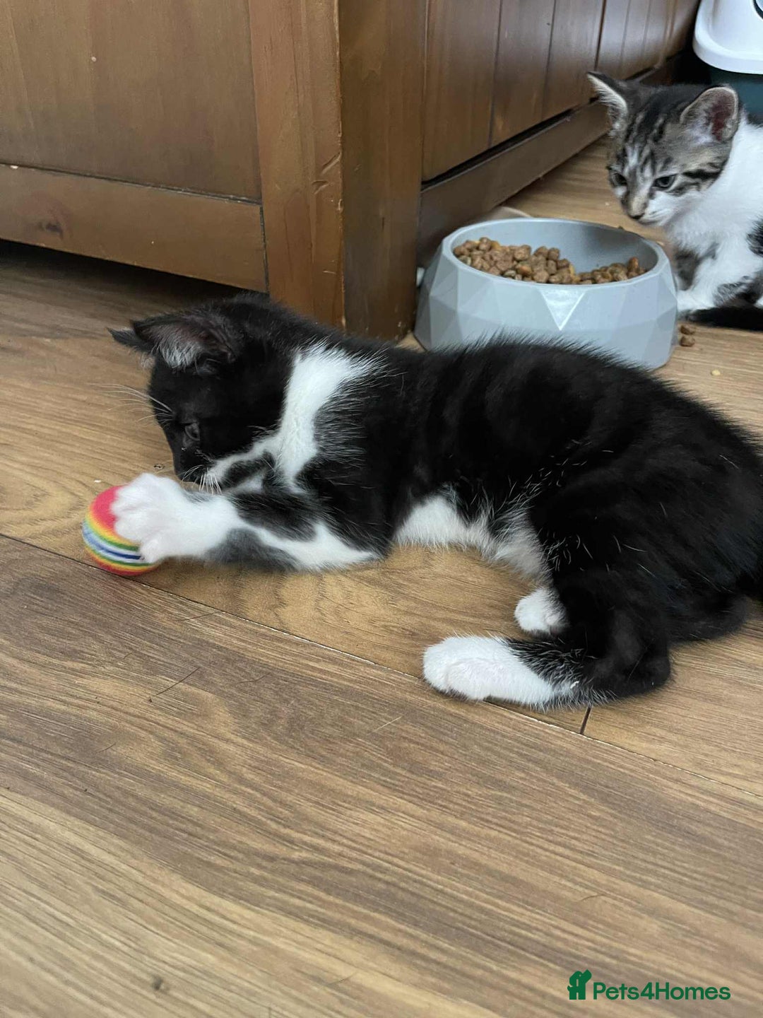 Mixed Breed cats for sale: Beautiful kittens ready for loving home - Image 4